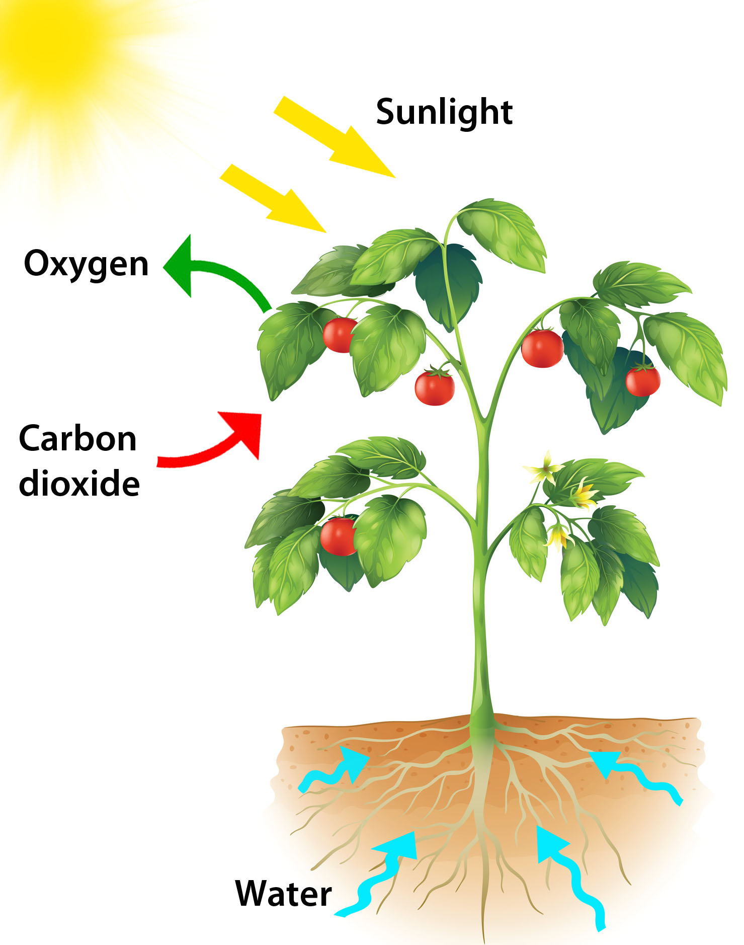 Photosynthesis for Kids Infographic