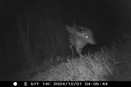 camera trap image of the mysterious creature from bristol zoo project